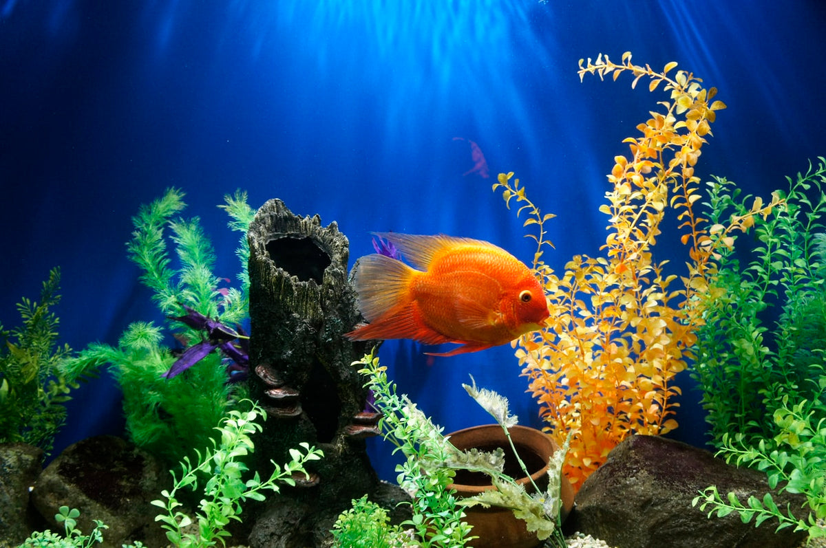 View of How to make Eco-Friendly Aquarium from Recycled River Goods! – Don's ...
